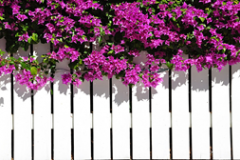 Should You Paint Or Stain A Wooden Fence?