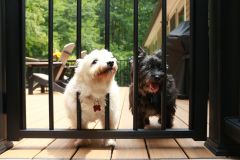 A Pet Owner’s Guide to Finding the Perfect Fence